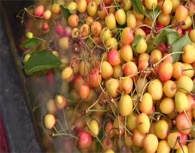 Quá trình ngâm này phải kéo dài ít nhất 45 ngày. Như thế, anh đào mới bảo quản được kết cấu và hình dáng thường thấy.