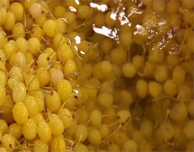 Sau khi quá trình tẩy trắng hoàn toàn, trông trái anh đào đã nhạt hơn. 