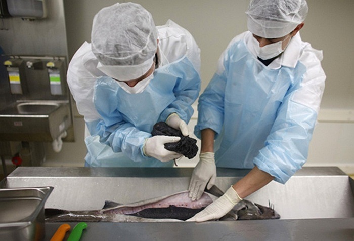 Đầu tiên là mổ bụng cá tầm.