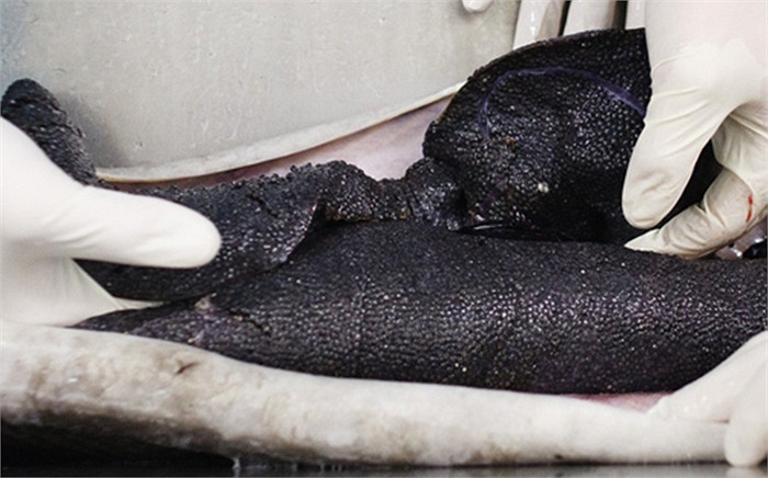 Trứng cá có màu đen và sẽ bóng láng nếu người ta rắc muối lên chúng.