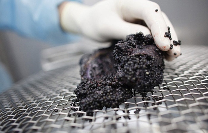 Phần phế nang cá được cuộn lại trên một tấm lưới kim loại.