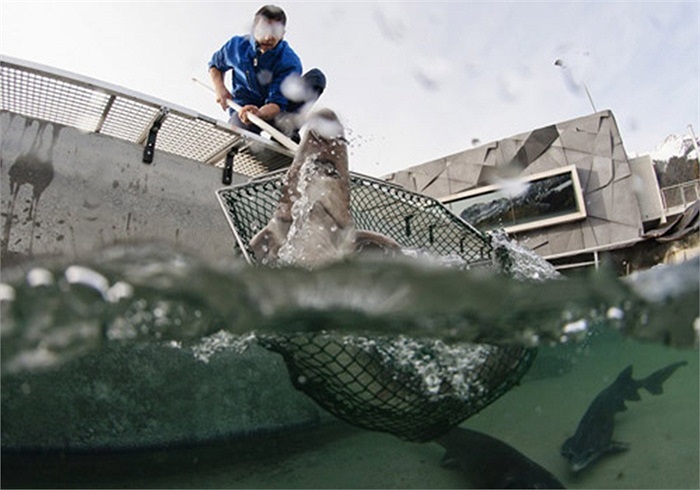 Đây chính là lý do vì sao hình thành các trang trại nuôi cá tầm.
