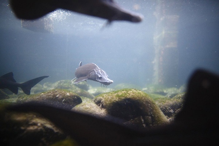 Loại trứng cá muối đầu tiên của Thụy Sĩ có xuất xứ từ một loài cá tầm nuôi nhốt ở vùng núi có nước ấm thuộc vùng Frutigen, Thụy Sĩ.