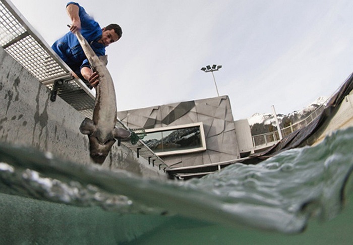 Ông Hufschmied, kỹ sư trưởng của đường hầm, người đã kết hôn với một phụ nữ Nga và rất am hiểu về trứng cá muối của Nga, đã đưa ra một giải pháp đáng ngạc nhiên: sử dụng nước để tạo ra một trang trại cá tầm. Cá tầm Siberia, khi trưởng thành đạt kích 