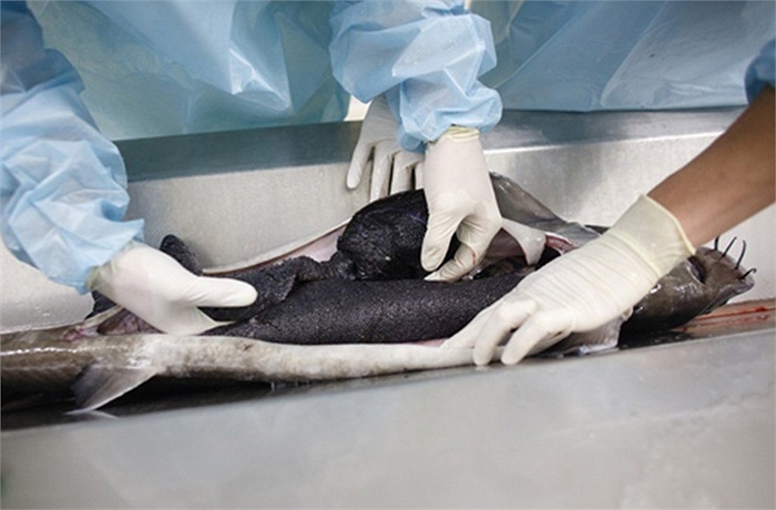 Cá tầm Siberia xuất hiện ở Tropenhaus năm 2005.