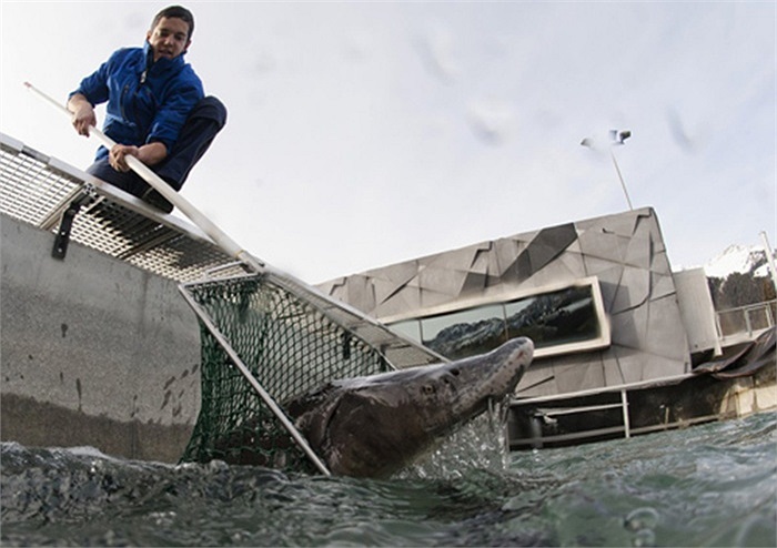 Cá tầm được nuôi trong những bể lớn được lọc thường xuyên. Người ta dùng lưới lớn để bắt cá sau khi biết chắc rằng cá đã đủ tuổi cho trứng nhờ công nghệ scan siêu âm. Lớn lên trong điều kiện nuôi nhốt, cá tầm cái chỉ bắt đầu cho trứng khi sáu tuổi.