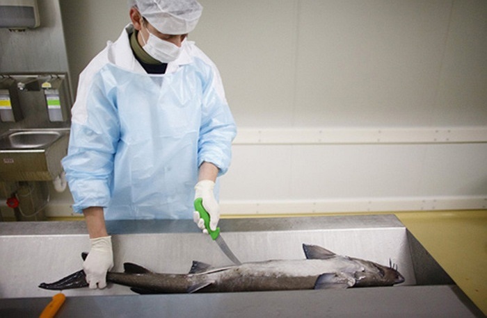 Toàn bộ chu trình chế biến liên quan tới cá hoàn toàn vận hành bằng tay.