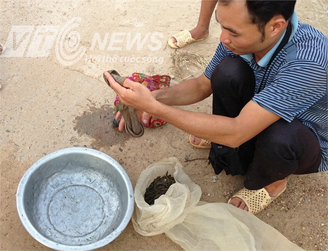 Sau khi mua, đỉa được cất vào túi riêng, đợi đầu mối lớn về lấy lúc cuối ngày