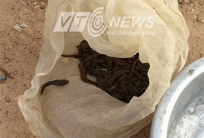 Có đến hơn 100 con đỉa trong chiếc túi này