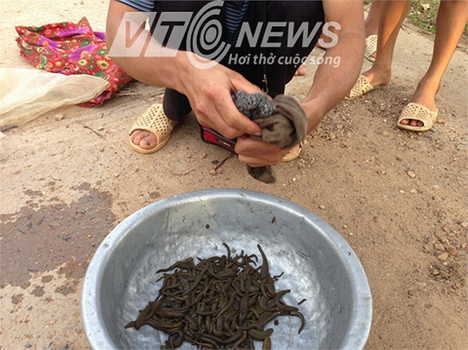 1 kg đỉa hiện tại có giá 650.000 đồng