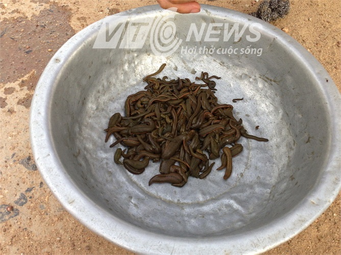 Số đỉa sau quá trình sàng lọc