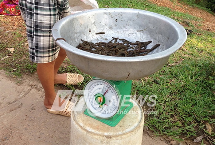 Được xấp xỉ nửa kg, người bán thu về khoảng hơn 300.000 đồng