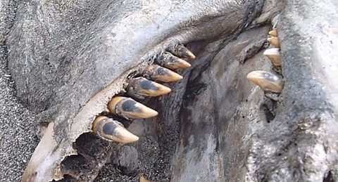 Cận cảnh hàm răng sắc nhọn lởm chởm của xác chết thủy quái