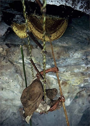 Lấy mật ong là một trong những “ngành nghề” cổ xưa nhất của loài người. Các nhà khoa học (thông qua những bức tranh hang động) cho rằng nó đã xuất hiện từ khoảng 15.000 năm trước.