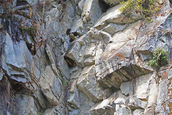 Đàn ong bị ngạt khói buộc phải chui ra khỏi tổ và bay tán loạn.