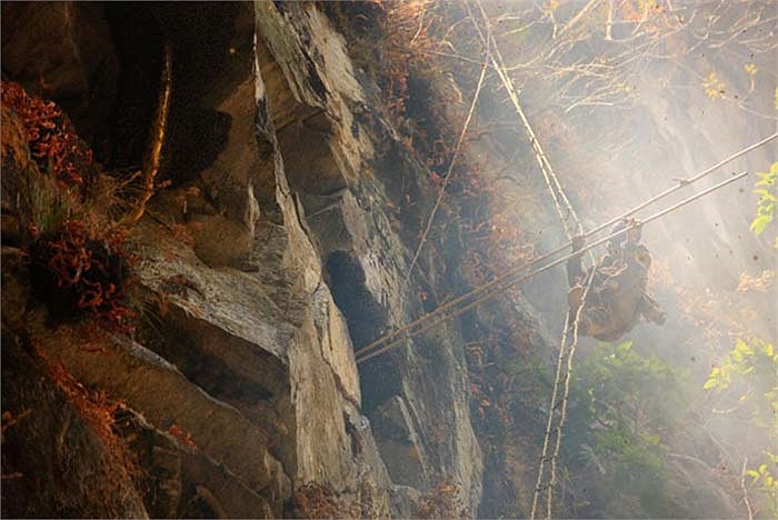 Những chiếc giỏ đựng mật và sáp ong cùng các dụng cụ cần thiết khác được họ dùng dây thừng thả xuống cho người lấy mật.
