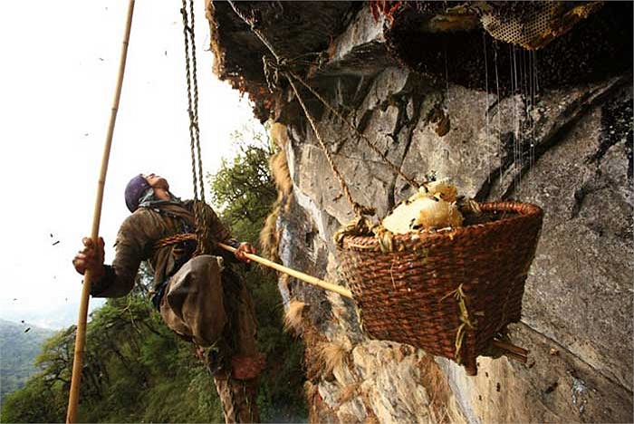 Khi tổ đã sắp rời ra, ông tiếp tục dùng một cây gậy nhỏ khác để đưa chiếc giỏ tre vào hứng trọn lấy tảng sáp một cách hết sức tài tình.