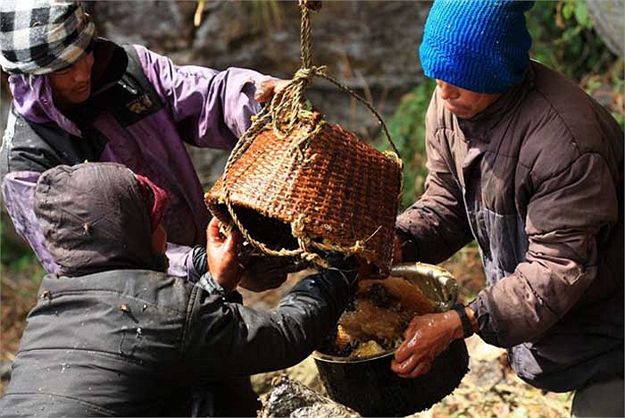 Mật và sáp ong của dãy Himalayas cũng nổi tiếng là có chất lượng cực tốt. Giá trị kinh tế của chúng là phần thu nhập quan trọng đối với những người thợ tài tình và can đảm này.