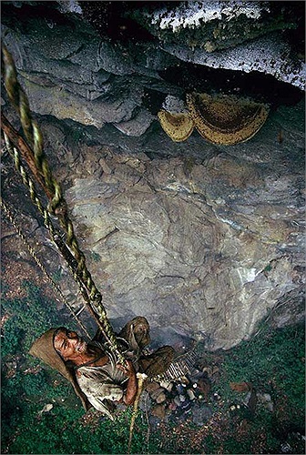 Loài ong này chuyên làm tổ trên những vách đá dựng đứng cao hàng trăm, thậm chí hàng ngàn mét của dãy Himalayas hùng vĩ.