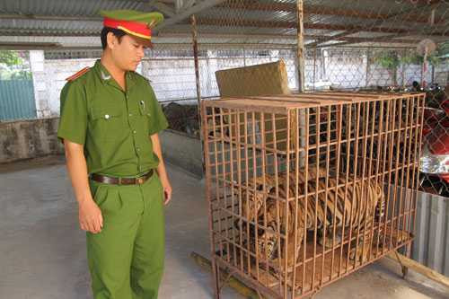 Hai cá thể hổ nuôi giữ trái phép trong nhà dân được công an huyện Diễn Châu, tỉnh Nghệ An bắt giữ cuối năm 2012.
