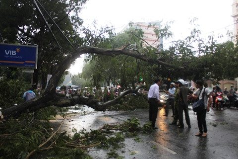 TP.HCM, Nguyễn Thị Minh Khai, Quận 1, cây xanh ngã, đè xe taxi, du khách nước ngoài