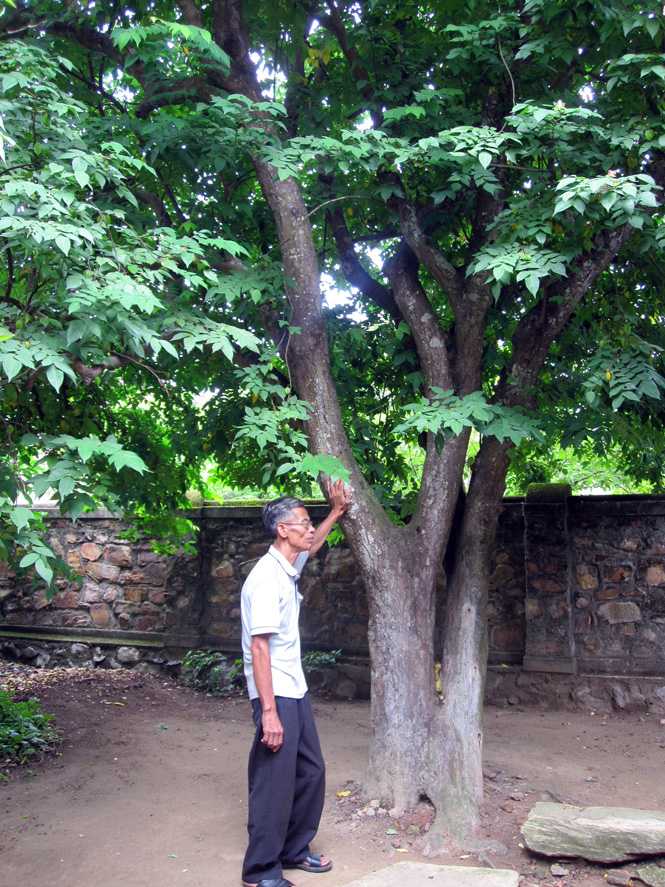 cây khế 100 tuổi, võ nguyên giáp