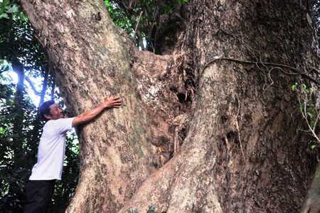 Cây sưa 'khủng' hàng trăm năm tuổi ở Quảng Nam