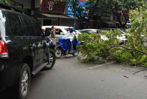 cây xanh, xế hộp, bạc tỷ, hà nội