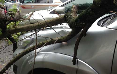 cây xanh, xế hộp, bạc tỷ, hà nội