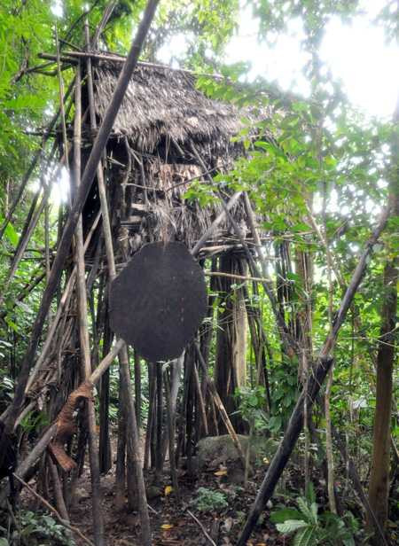 Chòi lá trên cây cha con 'người rừng' dựng lên để sinh sống - Ảnh: V.Minh
