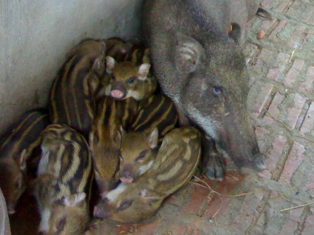 Anh Nguyễn Mạnh Cường người khuyết tật