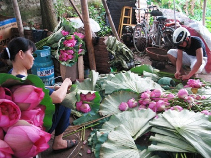 sen hồ tây, chặt chém, kiếm đậm, chụp ảnh, mùa sen