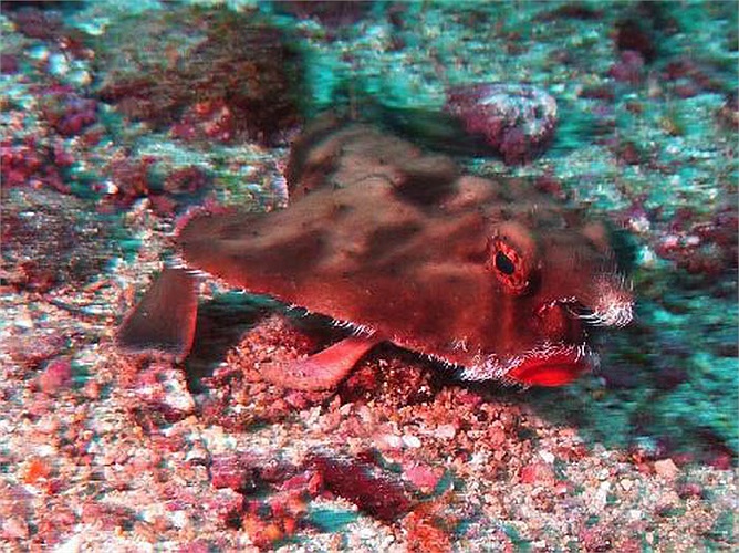 Mà thực ra cũng chẳng biết chúng có phải là cá không nữa, bởi mặc dù chúng sống dưới đáy biển, nhưng lại chẳng biết bơi.