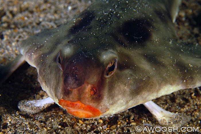 Các nhà khoa học phát hiện nhiều nhất loài cá này ở quần đảo Galapagos, nơi có loài rùa khổng lồ, cùng nhiều loài cá kỳ dị.