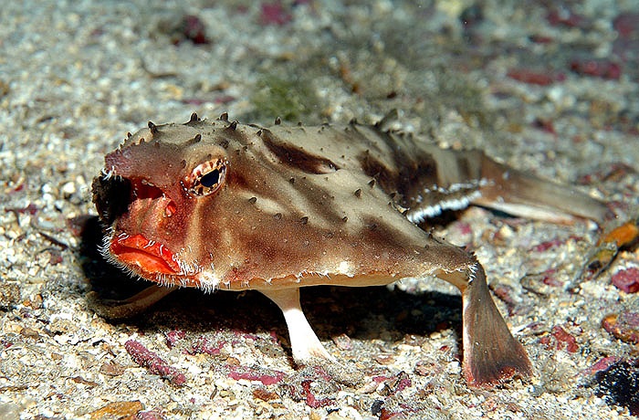 Chúng thuộc bộ cá săn mồi, hay cá thợ săn. Ngoài việc ẩn mình tấn công bất ngờ con mồi, chúng còn dùng mồi nhử để thu hút con mồi.