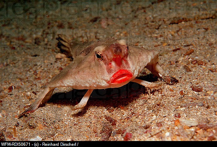 Sở dĩ nó được đưa vào danh sách xấu xí, bởi nó có bộ dạng kỳ quái, cá chẳng ra cá, thú chẳng ra thú. Nhưng đôi môi đỏ quyết rũ như thiếu nữ lại khiến nhiều người mê cá bị hút hồn.