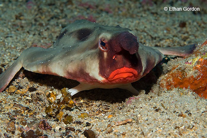 Chúng nổi bật và đáng chú ý với cặp môi đỏ lừ, chẳng khác nào cặp môi của thiếu nữ được tô son hấp dẫn.