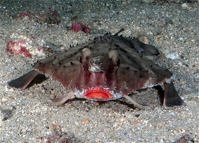 Cá dơi môi đỏ có thân dẹt tựa cá bơn, nhưng có cái đầu phồng lên như con cá ếch, với bộ phận giống cái mũi nhô ra giữa 2 mắt.