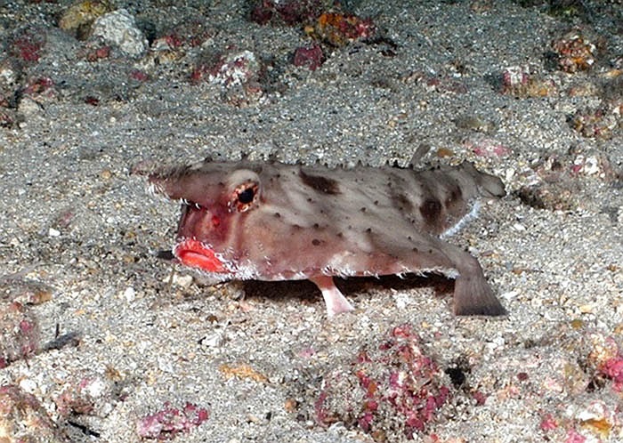 Chúng cũng giống những chiếc máy bay không người lái trong các bộ phim viễn tưởng của Mỹ.