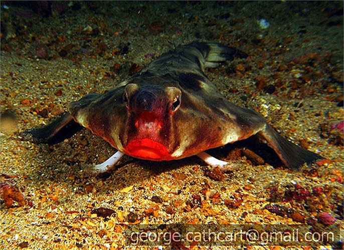 Chúng không bơi thông thường như cá, mà lại đi bộ trên những cái vây biến đổi. 