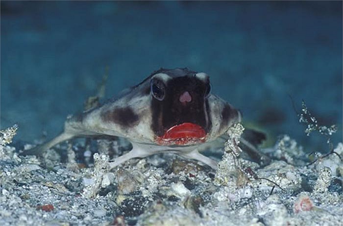 Những cái vây giúp chúng đào hang dưới đáy biển, sau đó phủ cát lên thân để ngụy trang.