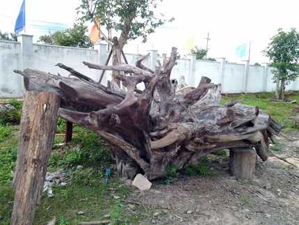 gốc trắc, khủng, giá, 2 tỷ, động lòng, độc nhất vô nhị
