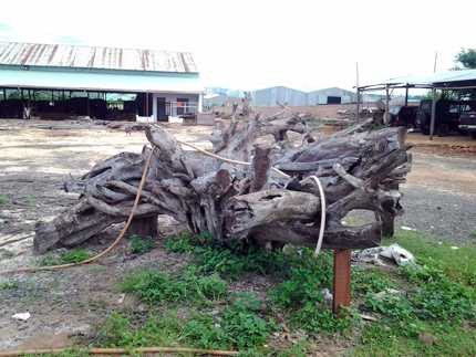 gốc trắc, khủng, giá, 2 tỷ, động lòng, độc nhất vô nhị