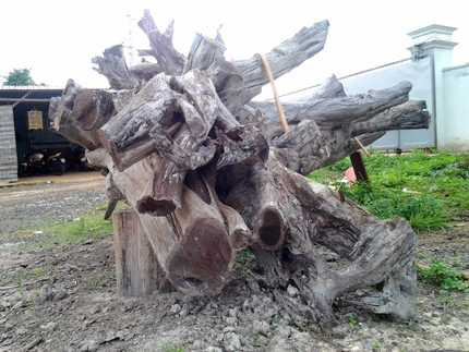 gốc trắc, khủng, giá, 2 tỷ, động lòng, độc nhất vô nhị