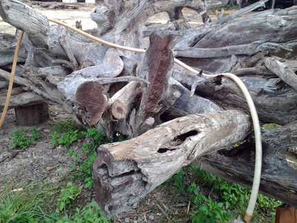 gốc trắc, khủng, giá, 2 tỷ, động lòng, độc nhất vô nhị