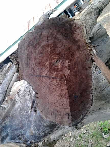 gốc trắc, khủng, giá, 2 tỷ, động lòng, độc nhất vô nhị