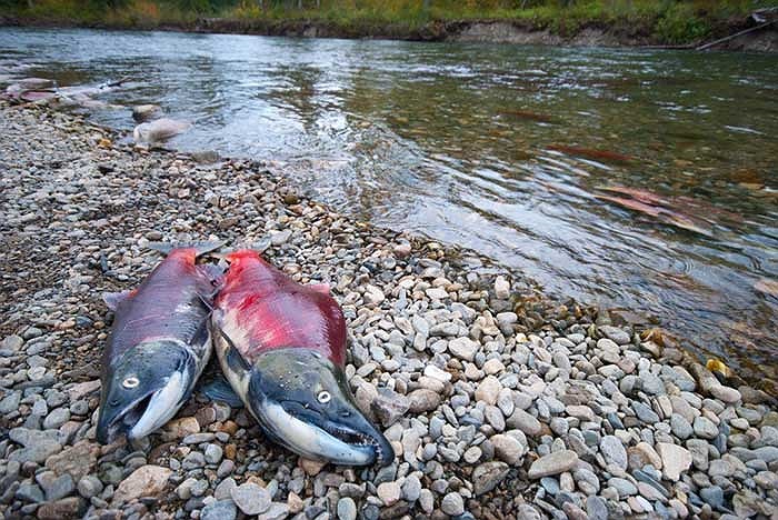 Những con cá hồi sau khi đẻ trứng sẽ chết, xác của chúng rải rác dọc khắp con sông, trở thành bữa tiệc miễn phí của rất nhiều loài động vật hoang dã khác như gấu xám hay chim chóc.