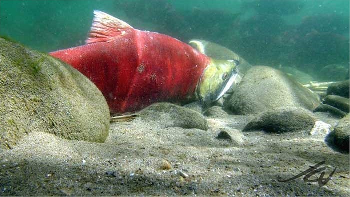 Cá hồi cái thường tìm một chỗ cát dưới đáy sông để đẻ khoảng 3.500 quả trứng rồi vùi kín bằng cát sỏi. Trong vòng 10 ngày sau đó chúng sẽ chuyển thành màu xám rồi chết vì kiệt sức, sau khi đã hoàn tất thiên chức của mình.