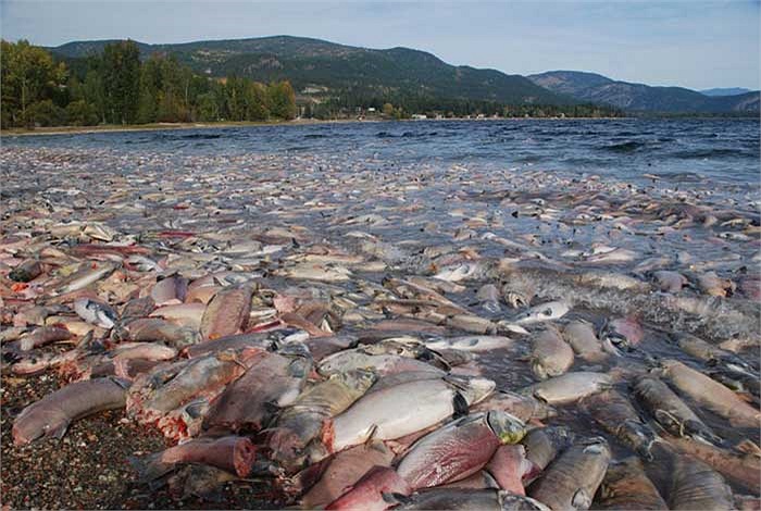 Trong suốt quá trình di cư và sinh sản, chúng không hề ăn uống và hậu quả là ngay khi giao phối và đẻ trứng, tất cả đều kết thúc vòng đời ngắn ngủi của mình.