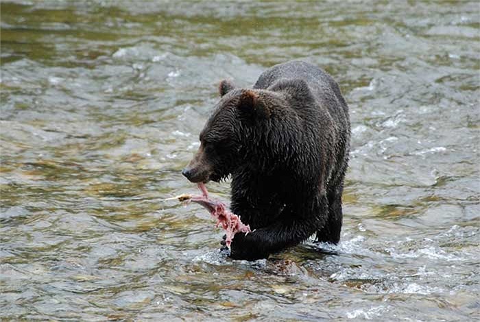 Quãng đường chừng 10-12km từ cửa sông lên đến thượng nguồn với rất nhiều ghềnh thác và động vật săn mồi chính là thử thách nguy hiểm nhất của cuộc hành hương.